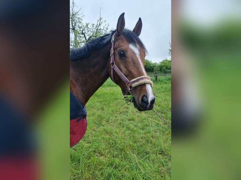 Holstein Gelding 10 years 17,1 hh Brown in Düsseldorf