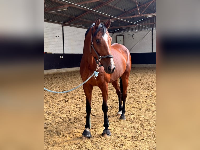 Holstein Gelding 10 years 17,1 hh Brown in Düsseldorf