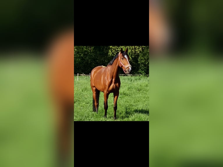 Holstein Gelding 10 years 17,1 hh Brown in Düsseldorf