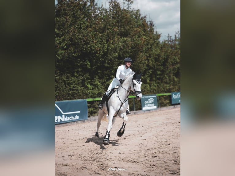 Holstein Gelding 10 years 17,1 hh Gray in Greiz