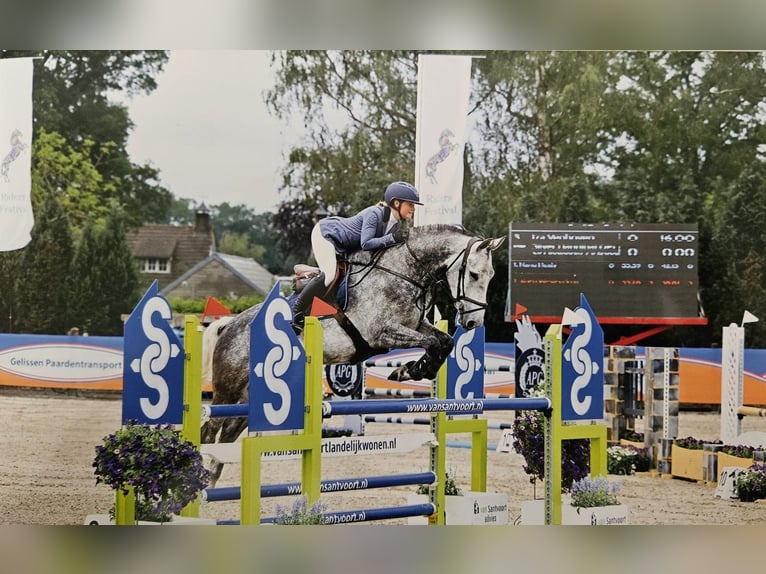 Holstein Gelding 10 years 17.1 hh Grey in Estaimpuis