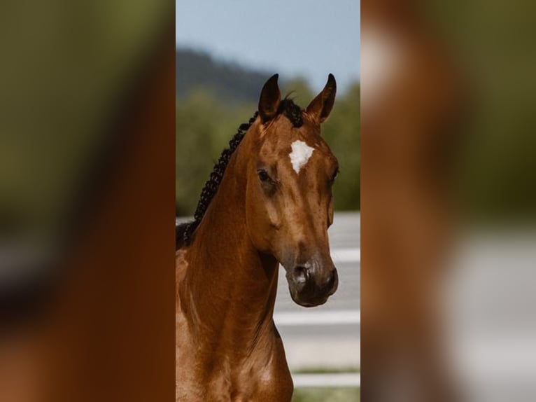 Holstein Gelding 10 years 17.2 hh Brown in Klagenfurt