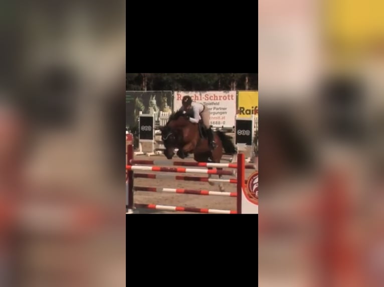 Holstein Gelding 10 years 17.2 hh Brown in Klagenfurt