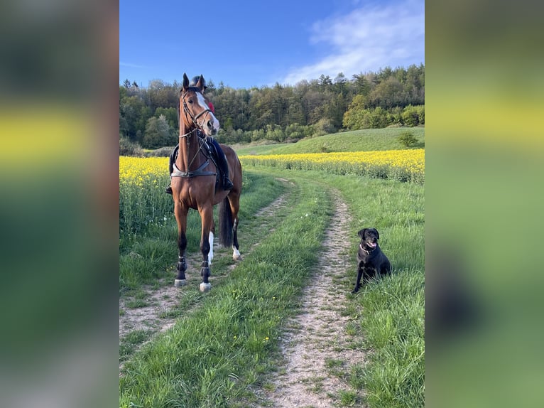 Holstein Gelding 10 years 17.3 hh Brown in Sontra
