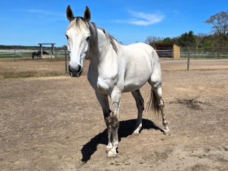 Holstein Gelding 10 years 17.3 hh Grey in Nennhausen