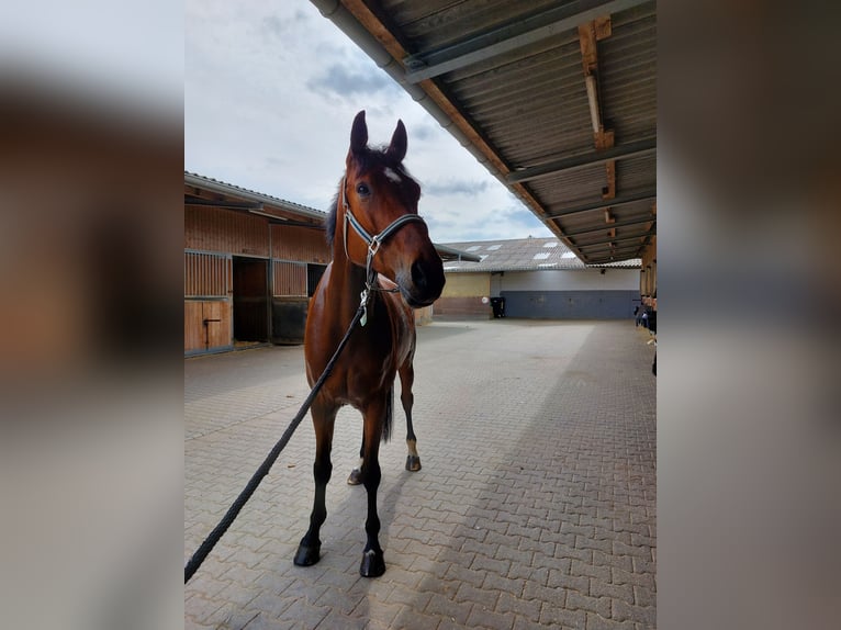 Holstein Gelding 10 years 17 hh Brown in Wiesbaden