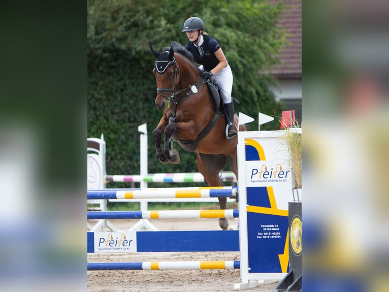 Holstein Gelding 10 years 17 hh Brown in Wiesbaden