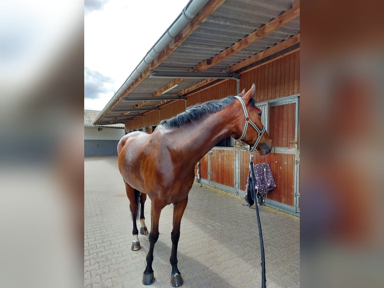 Holstein Gelding 10 years 17 hh Brown in Wiesbaden