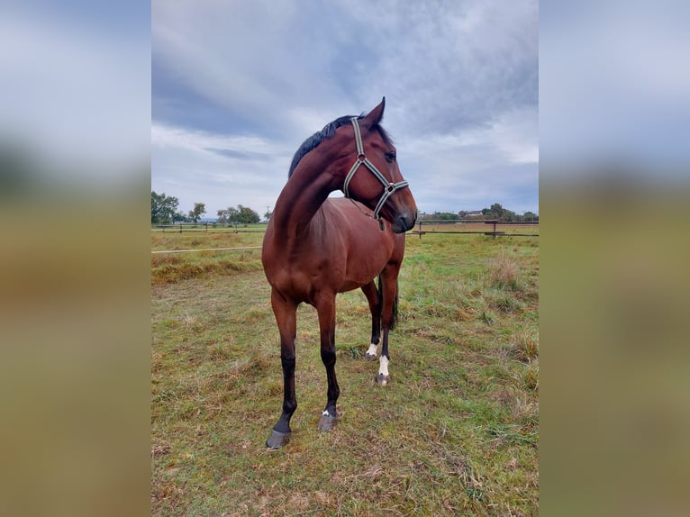Holstein Gelding 10 years 17 hh Brown in Wiesbaden