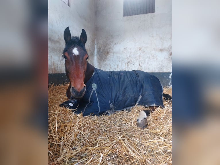Holstein Gelding 10 years 17 hh Brown in Wiesbaden