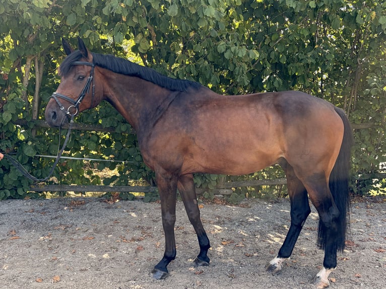 Holstein Gelding 10 years 17 hh Brown in NeubulachNeubulach