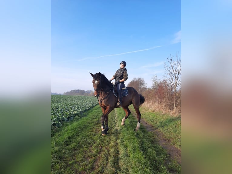 Holstein Gelding 10 years 17 hh Brown in Hohen Wangelin