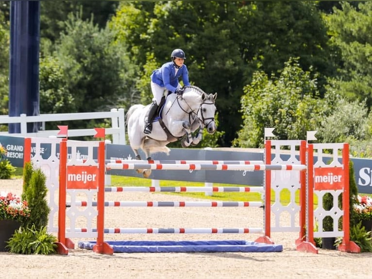 Holstein Gelding 10 years 17 hh Grey in Voiron