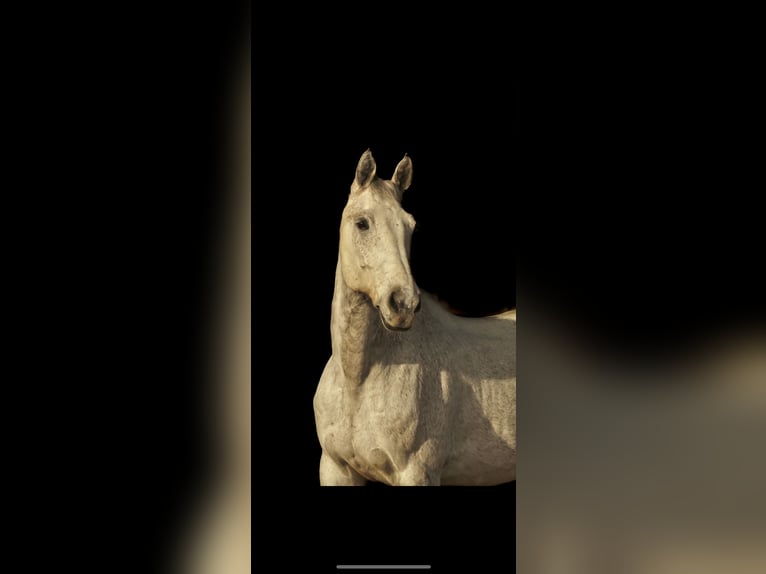 Holstein Gelding 10 years 17 hh in Erkelenz