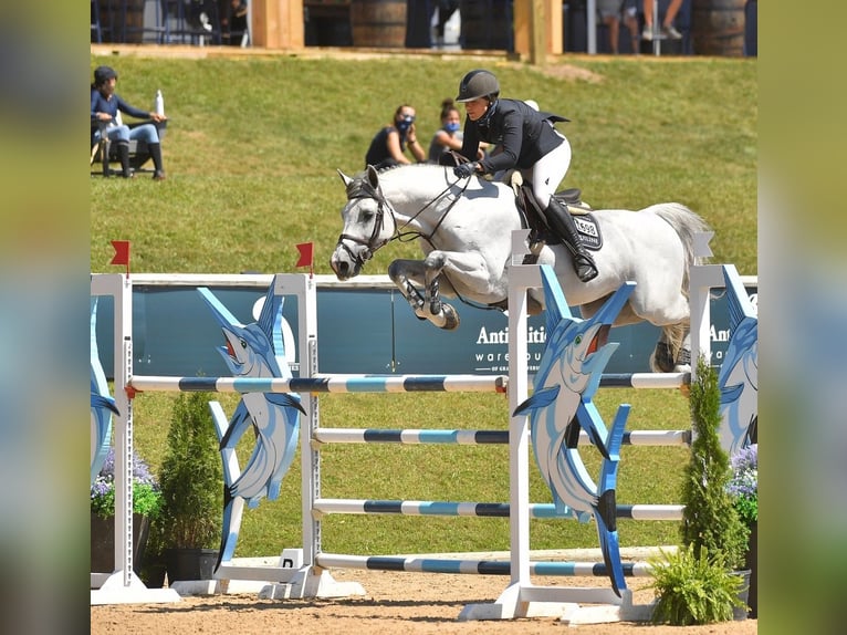 Holstein Gelding 10 years 17 hh in München