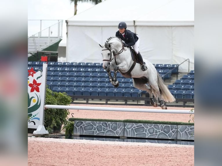 Holstein Gelding 10 years 17 hh in München