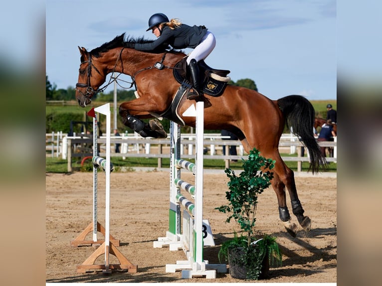 Holstein Gelding 10 years 17,2 hh Brown in M&#xFC;nchen