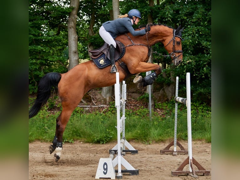 Holstein Gelding 10 years 17,2 hh Brown in M&#xFC;nchen