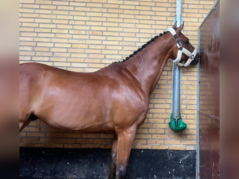 Holstein Gelding 10 years 17,2 hh Brown in M&#xFC;nchen