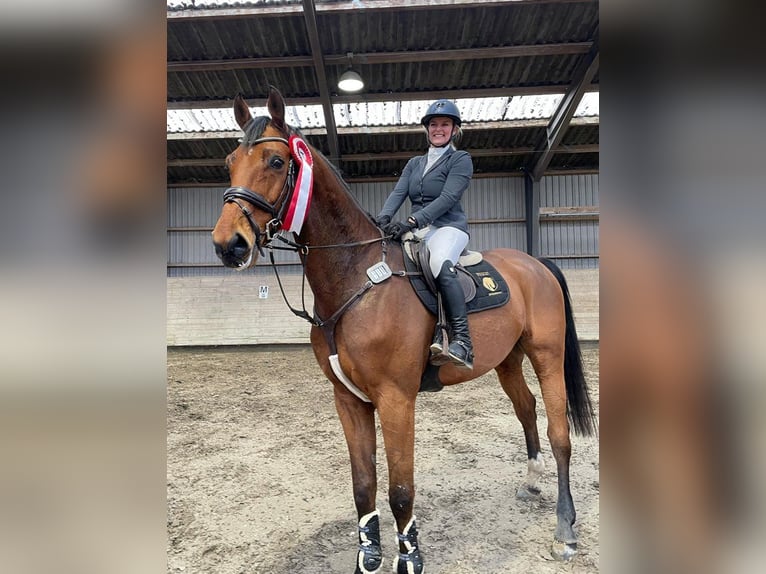 Holstein Gelding 10 years 17,2 hh Brown in M&#xFC;nchen
