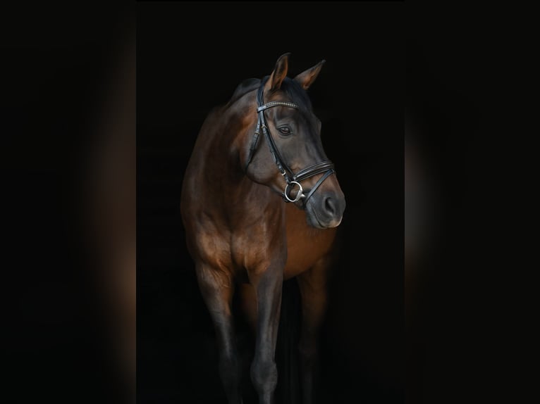 Holstein Gelding 11 years 16.1 hh Bay-Dark in Weimar