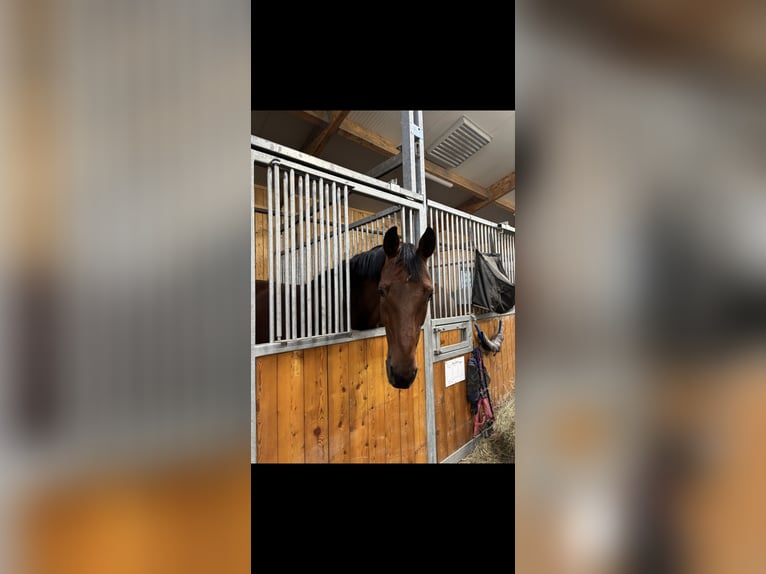 Holstein Gelding 11 years 16.1 hh Bay-Dark in Warschau