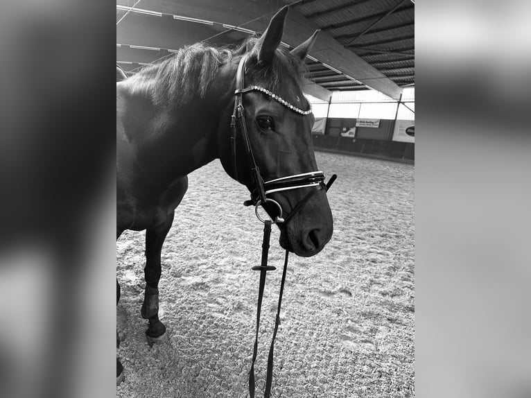 Holstein Gelding 11 years 16,1 hh Bay-Dark in Wedemark