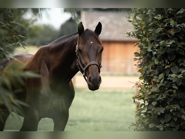 Holstein Gelding 11 years 16,1 hh Bay-Dark in Wedemark