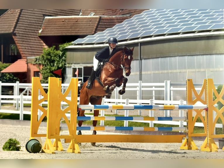 Holstein Gelding 11 years 16.1 hh Bay-Dark in Stoetze