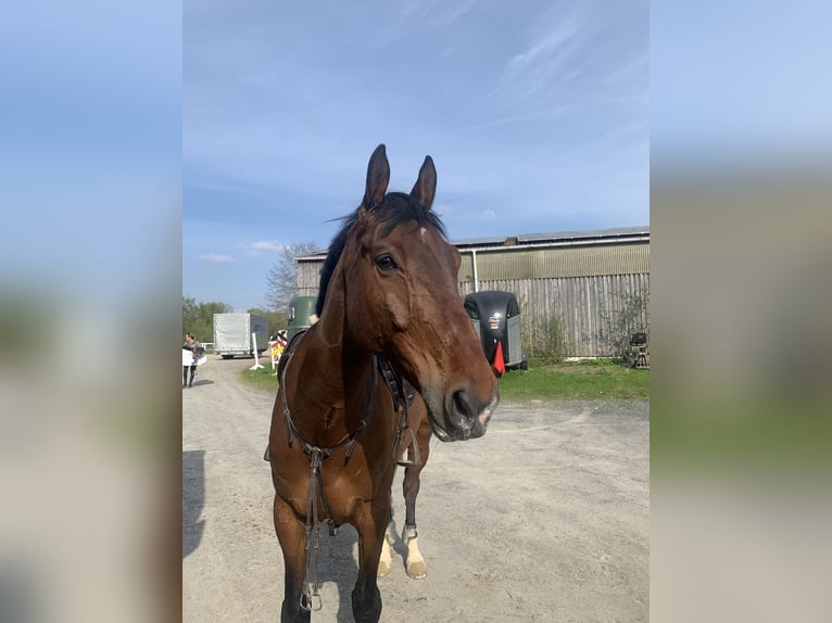 Holstein Gelding 11 years 16,1 hh Brown in Kaufungen