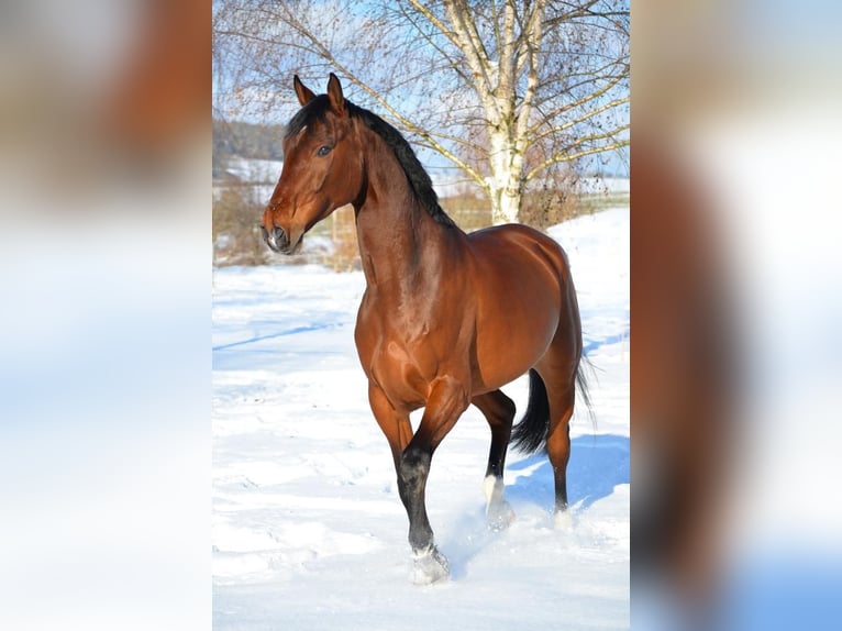 Holstein Gelding 11 years 16,1 hh Brown in Kaufungen