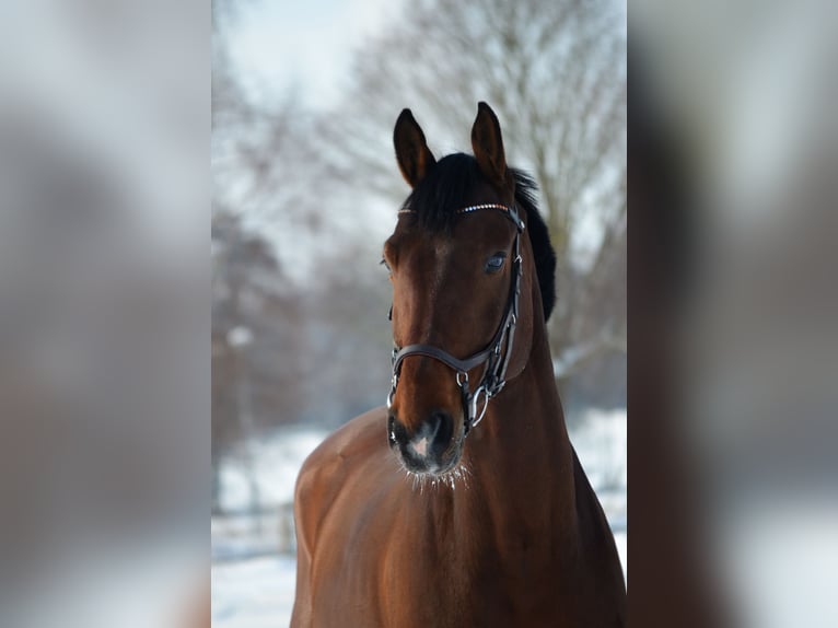 Holstein Gelding 11 years 16,1 hh Brown in Kaufungen