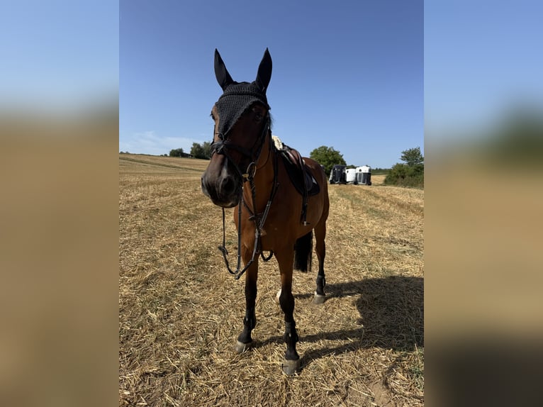 Holstein Gelding 11 years 16.1 hh Brown in Waldbüttelbrunn
