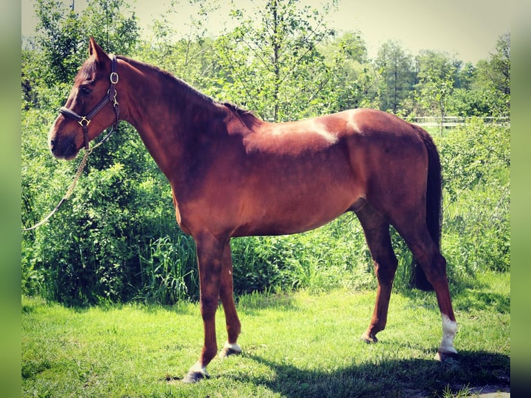 Holstein Gelding 11 years 16,1 hh Chestnut in Buchholz