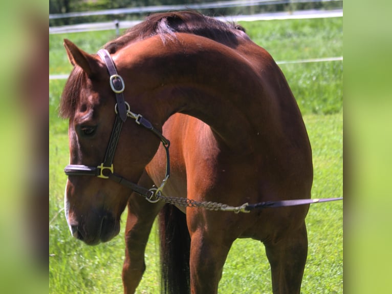 Holstein Gelding 11 years 16,1 hh Chestnut in Buchholz