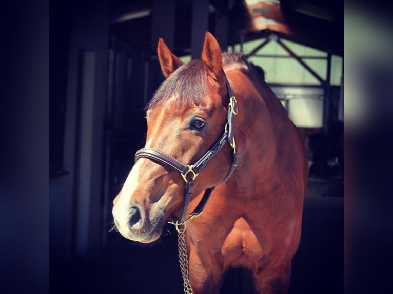 Holstein Gelding 11 years 16,1 hh Chestnut in Buchholz