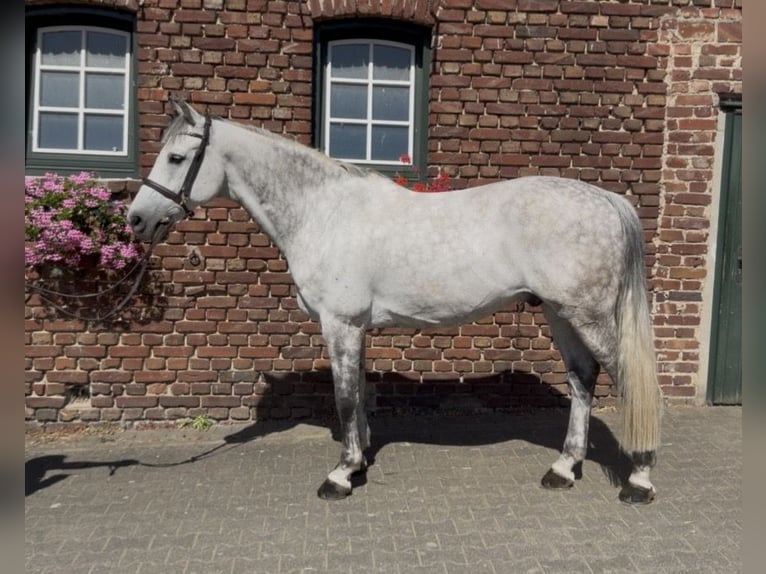 Holstein Gelding 11 years 16.1 hh Grey-Dapple in Bergisch Gladbach