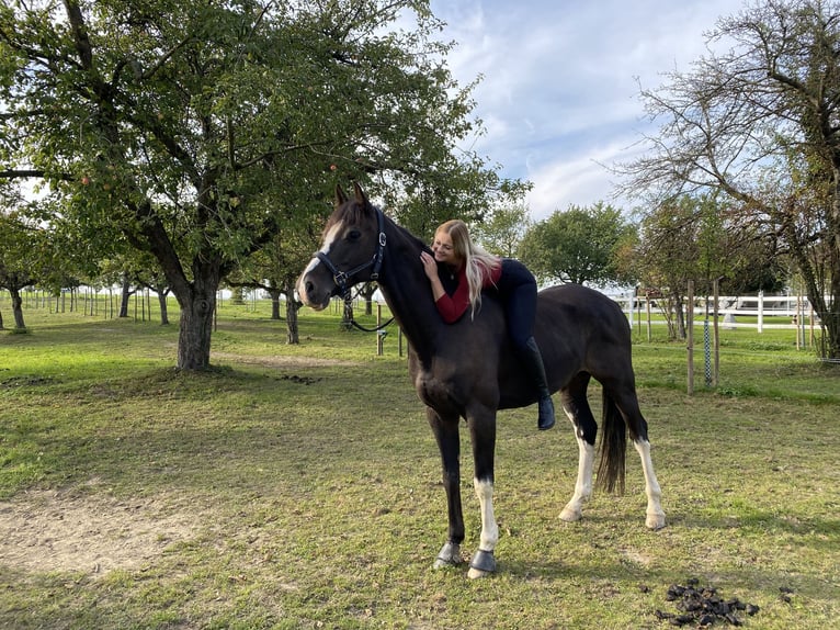 Holstein Gelding 11 years 16,1 hh Smoky-Black in Romanshorn