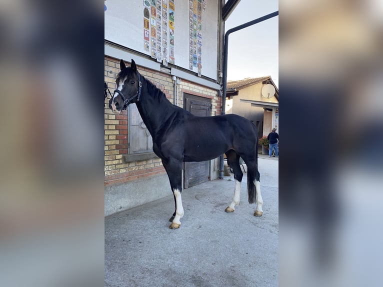 Holstein Gelding 11 years 16,1 hh Smoky-Black in Romanshorn