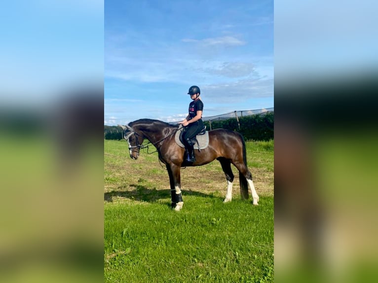 Holstein Gelding 11 years 16,1 hh Smoky-Black in Romanshorn