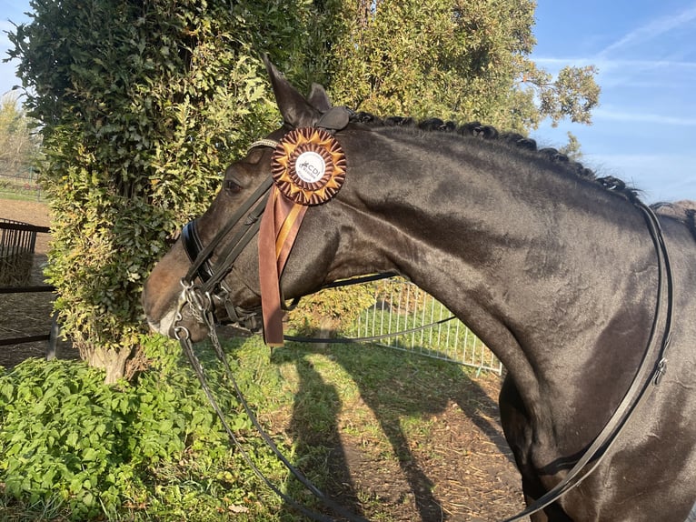 Holstein Gelding 11 years 16,2 hh Black in Schülp bei Nortorf