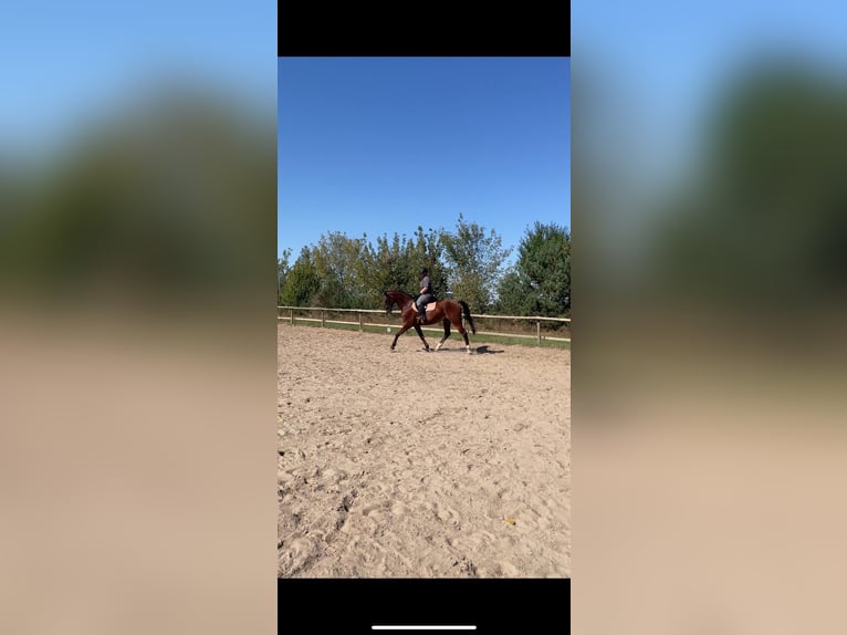 Holstein Gelding 11 years 16.2 hh Brown in Altlandsberg