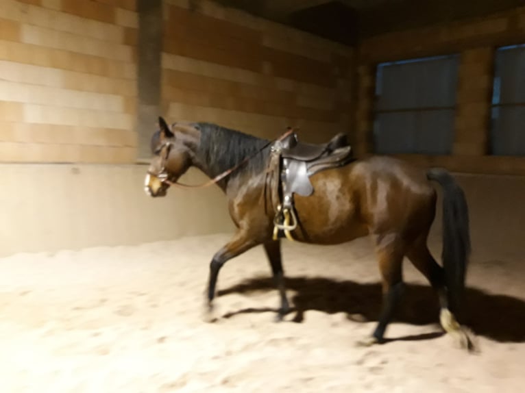 Holstein Gelding 11 years 16,2 hh Brown in Utzstetten