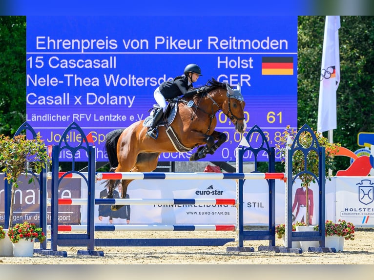Holstein, Gelding, 11 years, 16.2 hh, Brown