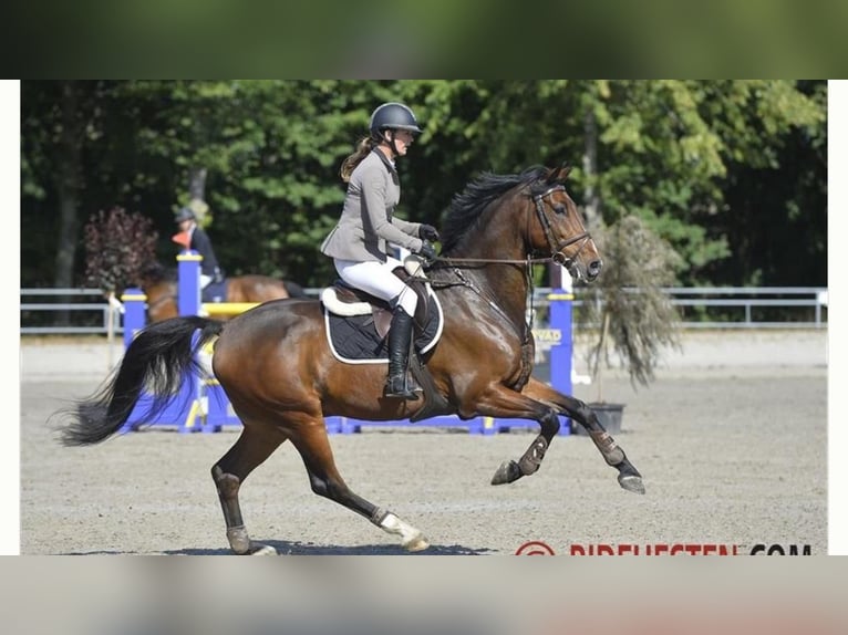 Holstein Gelding 11 years 16,2 hh Brown in Sprakebüll