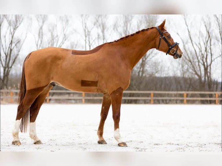 Holstein Gelding 11 years 16,2 hh Chestnut-Red in Prague