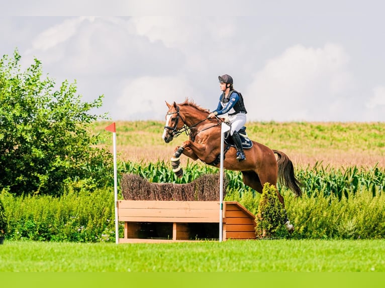 Holstein Gelding 11 years 16,2 hh Chestnut-Red in Prague