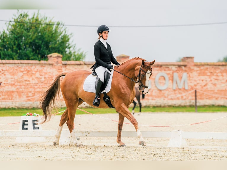 Holstein Gelding 11 years 16,2 hh Chestnut-Red in Prague