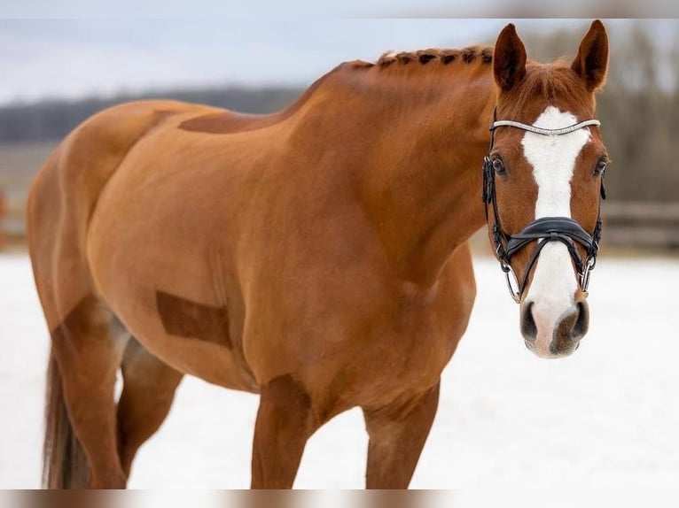 Holstein Gelding 11 years 16,2 hh Chestnut-Red in Prague