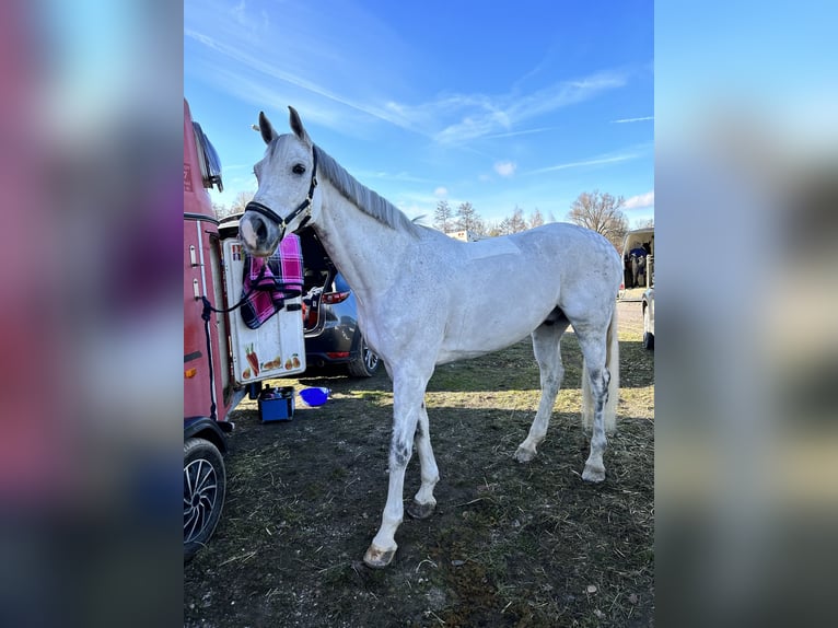 Holstein Gelding 11 years 16,2 hh Gray in Winkel